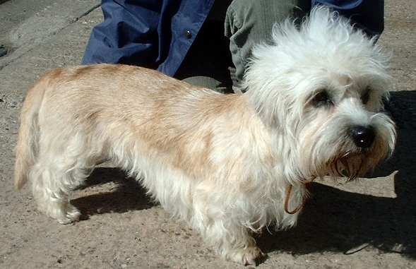 Dandie Dinmont Terrier via Wikipedia 