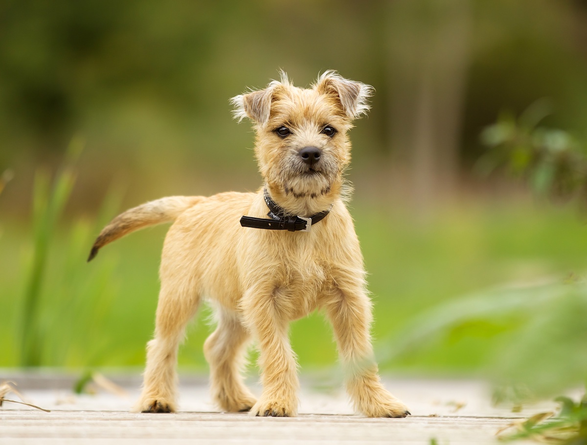 Irish dog sales breeds hypoallergenic