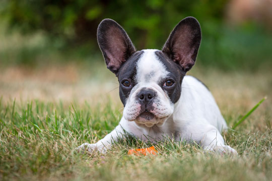 Training a french bulldog