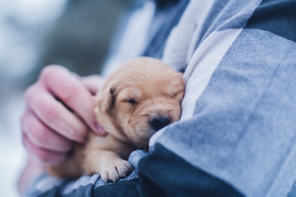 Puppies to good store home