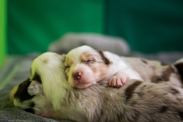 How to Train an Australian Shepherd Puppy: Timeline & Milestones